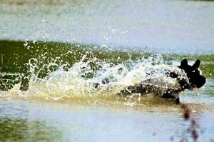Callie Takes to the Water