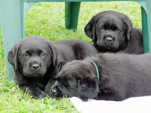 so-tired-puppies-300x225