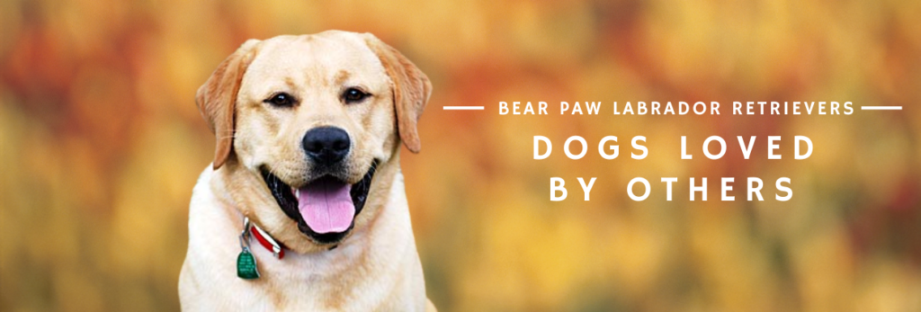 Bear Paw Dogs Loved by Others