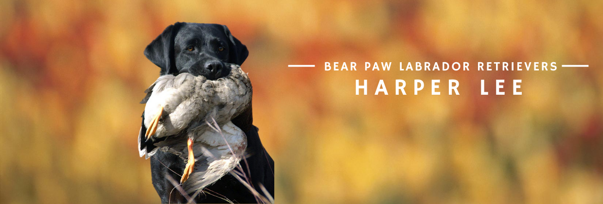 Bear Paw - Harper Lee